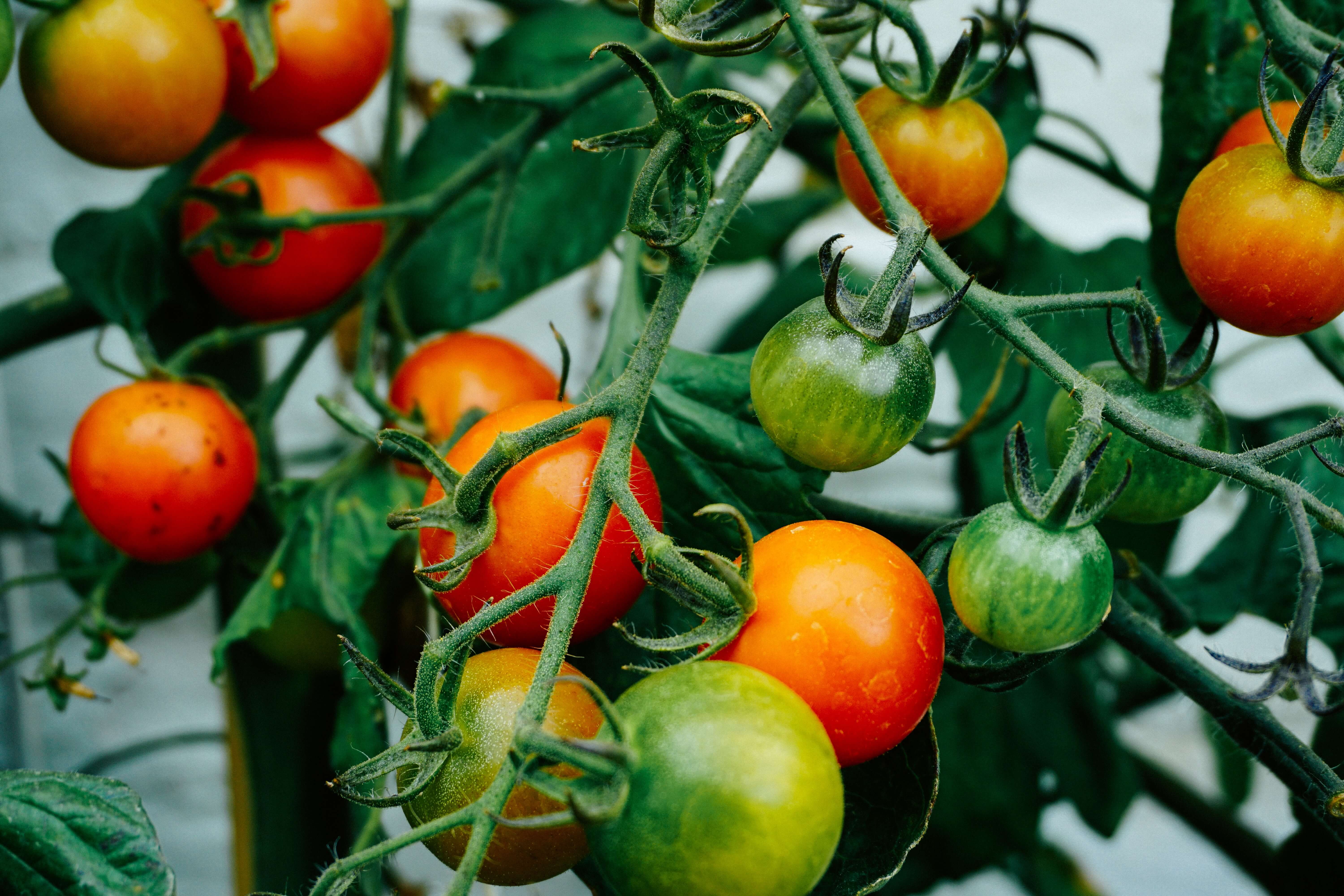 tomato plants